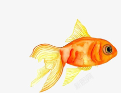 水彩金鱼素材