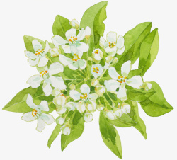 绿色树叶上的白色小花素材