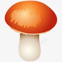 蘑菇菌类菇素材
