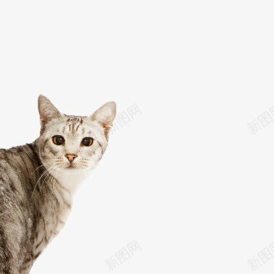 宠物猫png免抠素材_88icon https://88icon.com 动物 埃及猫 宠物