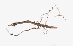 树干上的藤条素材