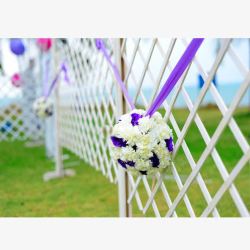 紫白花球高清图片