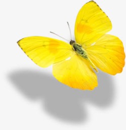 黄色手绘飞舞蝴蝶素材