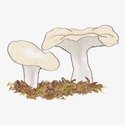 蘑菇菌类菇类素材