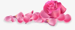 粉玫瑰花瓣素材