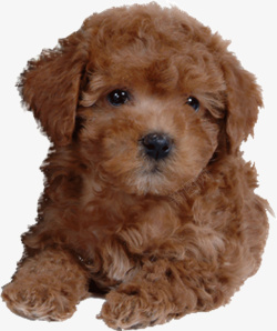 宠物可爱小狗素材