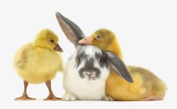 小鸭子和小兔子素材