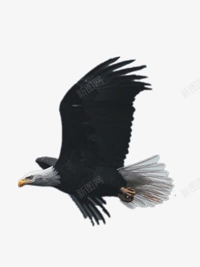 一只翱翔的雄鹰png免抠素材_88icon https://88icon.com 动物 装饰 黑色