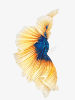 黄色美人鱼鱼尾高清图片
