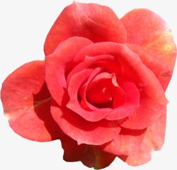 水粉色大朵玫瑰花素材