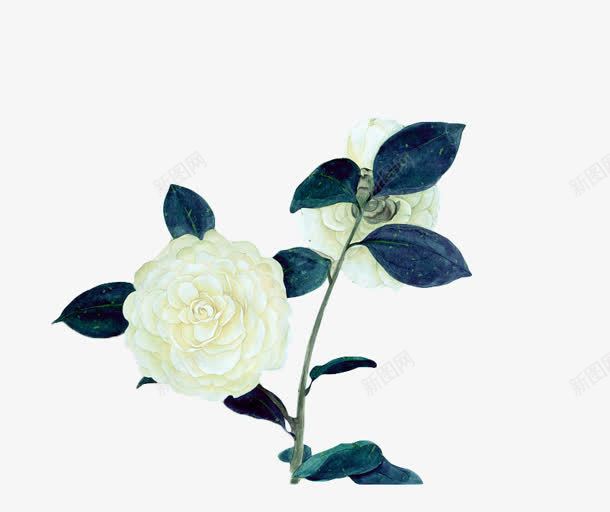 白色花朵深蓝色叶子水墨植物png免抠素材_88icon https://88icon.com 叶子 植物 水墨 深蓝色 白色 花朵