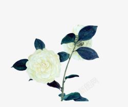 白色花朵深蓝色叶子水墨植物素材
