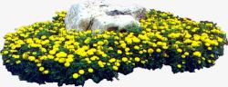 公园场景摄影黄色花卉素材