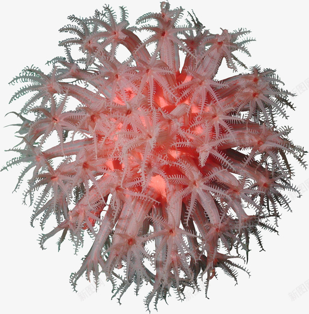 卡通手绘美丽的珊瑚png免抠素材_88icon https://88icon.com 创意 动漫动画 卡通 手绘 植物 红色 美丽的珊瑚