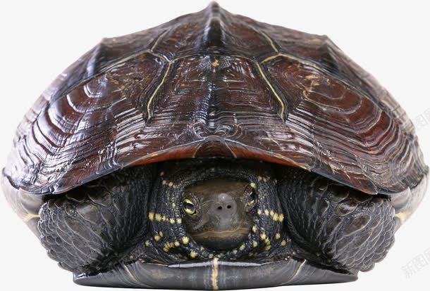 缩着脑袋的海龟png免抠素材_88icon https://88icon.com 年迈风格 海洋生物 海龟 缩着脑袋的 褐色