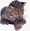 小花豹幼崽哺乳动物素材