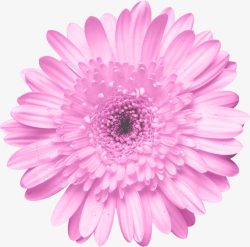 粉红色花朵素材