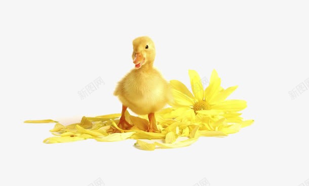 小黄鸭片png免抠素材_88icon https://88icon.com 可爱的小鸭子 小动物 毛茸茸的小鸭子 装饰图片小鸭子 黄色的花