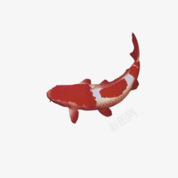 红白花纹鱼素材
