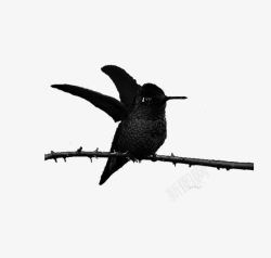 动物手绘黑白蜂鸟素材