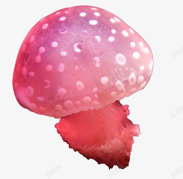 粉色水母png免抠素材_88icon https://88icon.com 可爱 水母 海洋生物 粉色 红色水母