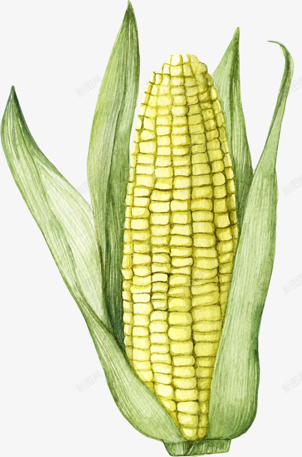 拨开的玉米png免抠素材_88icon https://88icon.com 手绘玉米 玉米 粮食 绿叶 食物 黄色玉米