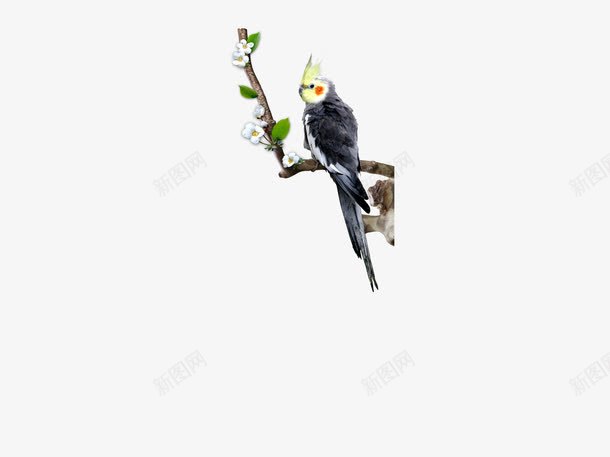 站在枝头上的鹦鹉动物鸟png免抠素材_88icon https://88icon.com 站在枝头上的鹦鹉动物鸟