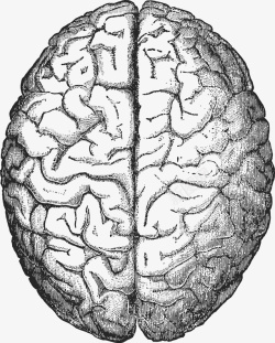 卡通手绘人体脑子素材