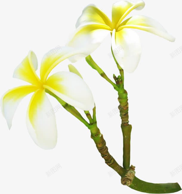 白色花朵宝贝背景png免抠素材_88icon https://88icon.com 宝贝 白色 背景 花朵