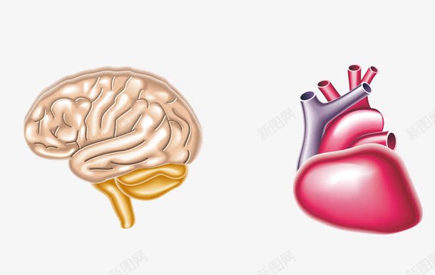 大脑心脏png免抠素材_88icon https://88icon.com 器官 大脑 心脏