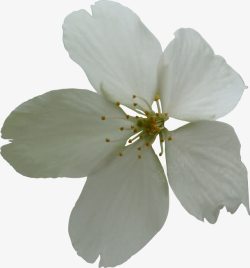 白色浪漫花朵美景素材