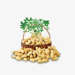 篮子里的花生素材