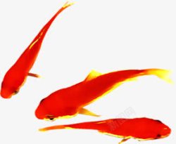 红色手绘金鱼装饰素材