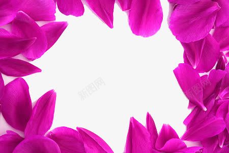 紫色花瓣背景png免抠素材_88icon https://88icon.com 花朵 花瓣 花瓣背景