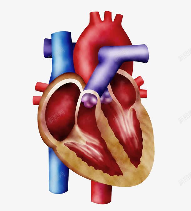 卡通清晰心脏png免抠素材_88icon https://88icon.com PNG 健康 卡通 心脏