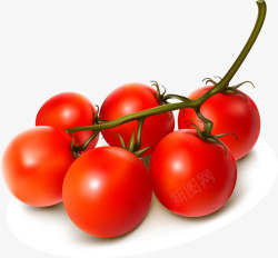 西红柿矢量图素材