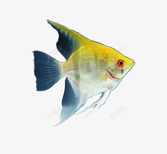 黄色的观赏鱼片png免抠素材_88icon https://88icon.com 背景图片 装饰图片