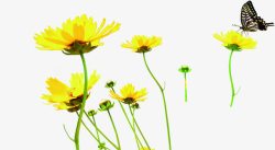 海报植物黄色花朵蝴蝶素材