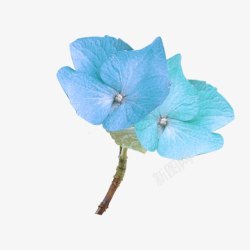 浅蓝色清新花朵素材