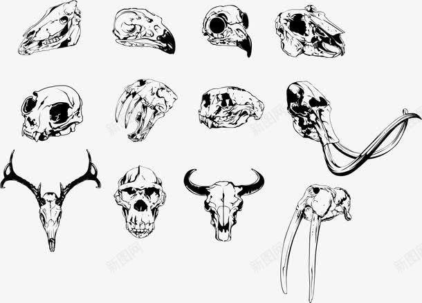 动物头颅png免抠素材_88icon https://88icon.com 人骨头 动物头颅 骨头手绘