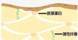 皮肤细胞素材