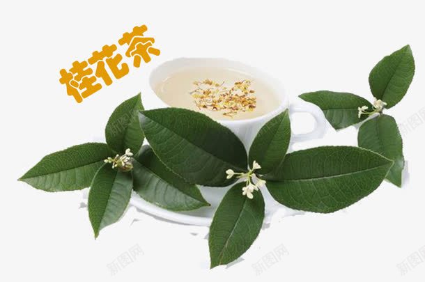 清香的桂花茶png免抠素材_88icon https://88icon.com 中秋桂花 历史 悠久的 有着 桂树 种植