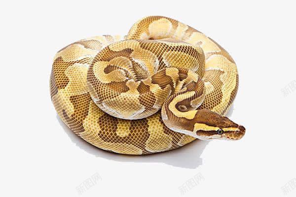 蛇类动物蟒蛇png免抠素材_88icon https://88icon.com 动物 爬行动物 生物 蛇 蟒蛇
