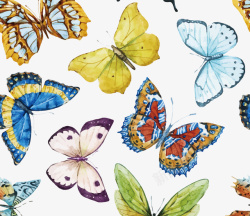 水彩蝴蝶装饰矢量图素材
