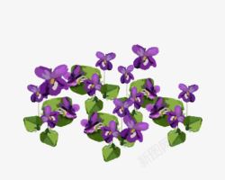 一片紫色花朵装饰素材