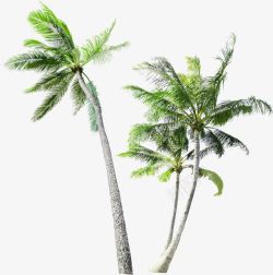 海南椰子树请假素材