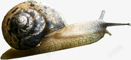 可爱爬行斑点蜗牛png免抠素材_88icon https://88icon.com 可爱 斑点 爬行 蜗牛