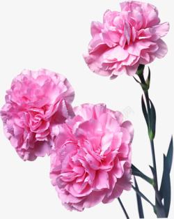 粉色唯美节日康乃馨花朵素材
