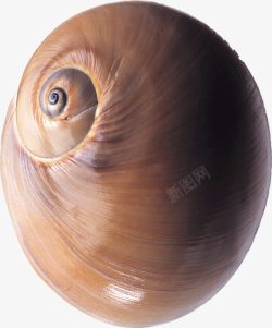 棕色的蜗牛壳素材