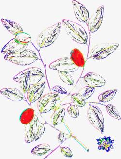 手绘插画艺术植物果实树叶素材